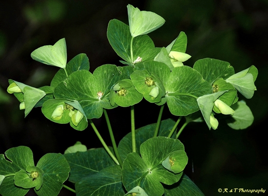 {Euphorbia purpurea}
